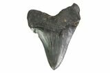 3.17" Fossil Megalodon Tooth - South Carolina - #130768-1
